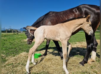 Tysk ridhäst, Hingst, 1 år, 165 cm, Gulbrun