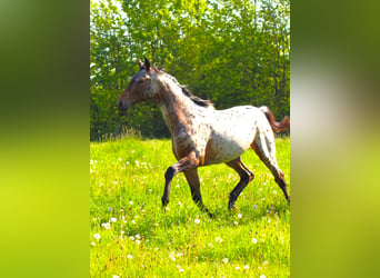 Tysk ridhäst, Hingst, 1 år, 170 cm, Leopard-Piebald