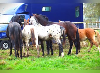 Tysk ridhäst, Hingst, 1 år, 170 cm, Leopard-Piebald