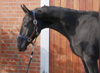 Tysk ridhäst, Hingst, 2 år, 155 cm