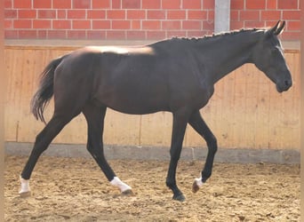 Tysk ridhäst, Hingst, 2 år, 155 cm