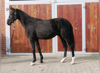 Tysk ridhäst, Hingst, 2 år, 155 cm