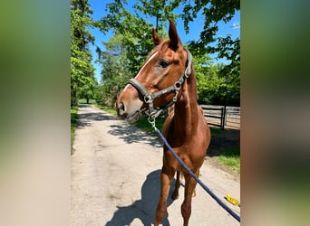 Tysk ridhäst, Hingst, 3 år, 170 cm, fux