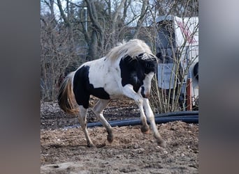 Tysk ridhäst, Hingst, 4 år, 171 cm, Tobiano-skäck-alla-färger