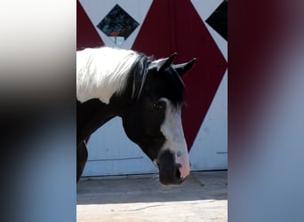 Tysk ridhäst, Hingst, 4 år, 175 cm, Pinto