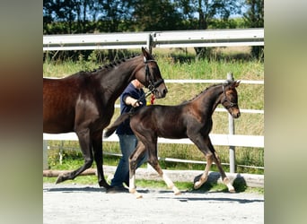 Tysk ridhäst, Hingst, Föl (07/2023), 165 cm, Mörkbrun
