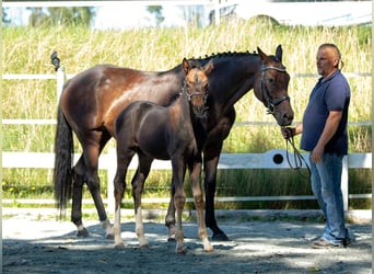 Tysk ridhäst, Hingst, Föl (07/2023), 165 cm, Mörkbrun