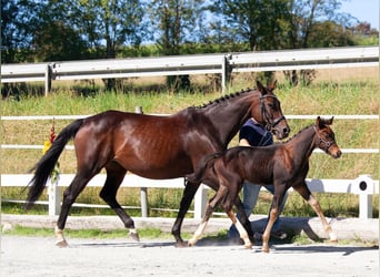 Tysk ridhäst, Hingst, Föl (07/2023), 165 cm, Mörkbrun