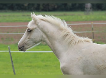 Tysk ridhäst, Hingst, Föl (05/2023), 166 cm, Palomino