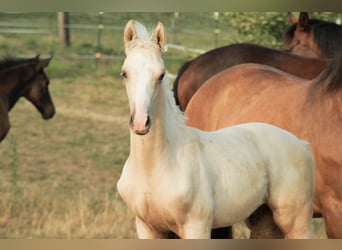 Tysk ridhäst, Hingst, Föl (05/2023), 166 cm, Palomino