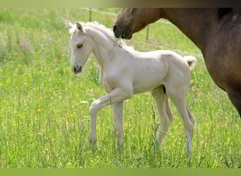 Tysk ridhäst, Hingst, Föl (05/2023), 166 cm, Palomino