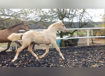 Tysk ridhäst, Hingst, Föl (05/2023), 166 cm, Palomino