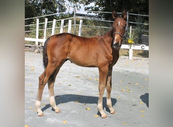 Tysk ridhäst, Hingst, Föl (05/2024), 168 cm, Brun