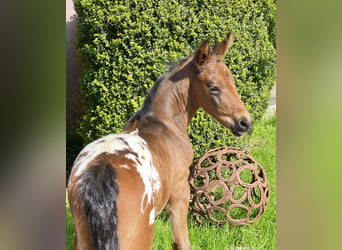 Tysk ridhäst, Hingst, Föl (03/2024), 168 cm, Leopard-Piebald