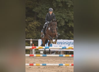 Tysk ridhäst, Sto, 10 år, 165 cm, Mörkbrun