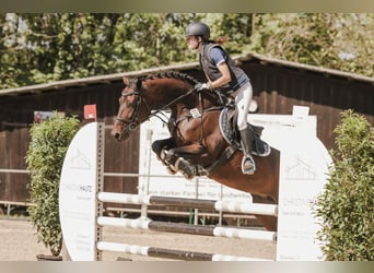 Tysk ridhäst, Sto, 10 år, 165 cm, Mörkbrun