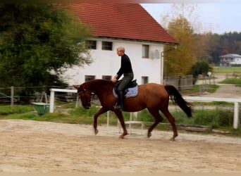 Tysk ridhäst, Sto, 13 år, 170 cm, fux