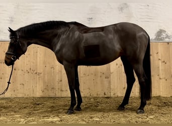 Tysk ridhäst, Sto, 17 år, 167 cm, Mörkbrun