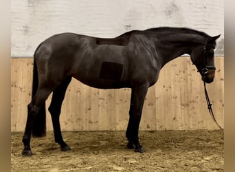 Tysk ridhäst, Sto, 17 år, 167 cm, Mörkbrun