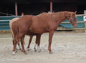 Tysk ridhäst, Sto, 2 år, 166 cm, fux