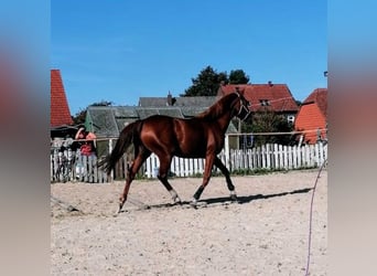 Tysk ridhäst, Sto, 3 år, 160 cm, fux