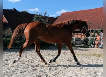Tysk ridhäst, Sto, 3 år, 160 cm, fux