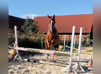 Tysk ridhäst, Sto, 3 år, 160 cm, fux