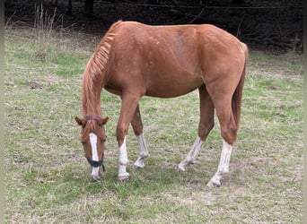 Tysk ridhäst, Sto, 3 år, 165 cm, fux