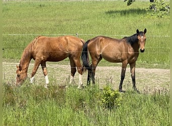 Tysk ridhäst, Sto, 3 år, 165 cm, fux
