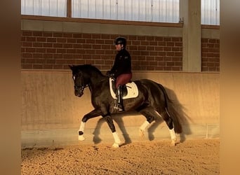 Tysk ridhäst, Sto, 3 år, 167 cm, Rökfärgad svart