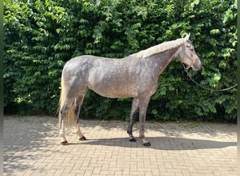 Tysk ridhäst, Sto, 5 år, 163 cm