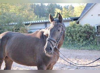 Tysk ridhäst, Sto, 5 år, 167 cm, Mörkbrun