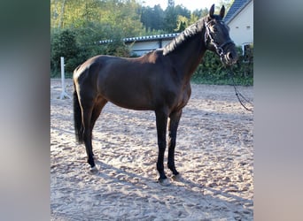 Tysk ridhäst, Sto, 5 år, 167 cm, Mörkbrun