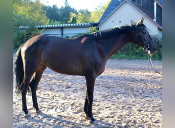 Tysk ridhäst, Sto, 5 år, 167 cm, Mörkbrun