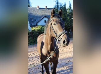 Tysk ridhäst, Sto, 5 år, 167 cm, Mörkbrun
