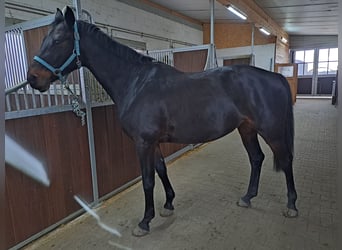 Tysk ridhäst, Sto, 7 år, 160 cm, Rökfärgad svart
