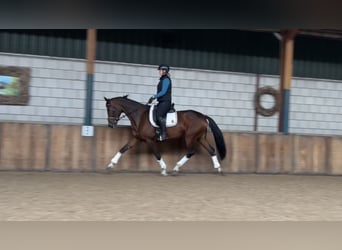 Deutsches Reitpferd, Stute, 7 Jahre, 168 cm, Brauner