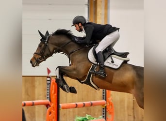 Tysk ridhäst, Sto, 8 år, 167 cm, Brun