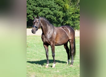 Tysk ridhäst, Valack, 10 år, 169 cm, Mörkbrun