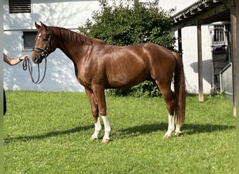 Tysk ridhäst, Valack, 4 år, 163 cm, fux