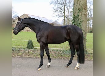 Tysk ridhäst, Valack, 4 år, 166 cm, Svart