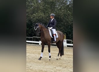 Deutsches Reitpferd, Wallach, 4 Jahre, 167 cm, Rappe