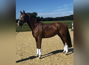 Tysk ridhäst, Valack, 4 år, 172 cm, fux