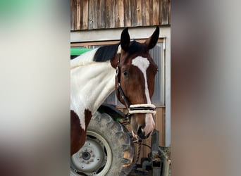 Tysk ridhäst, Valack, 4 år, 184 cm, Pinto