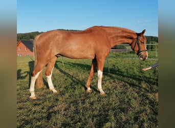 Tysk ridhäst, Valack, 6 år, 178 cm, fux