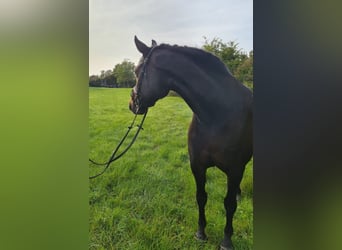 Tysk ridhäst, Valack, 7 år, 161 cm, Brun