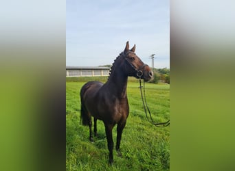 Tysk ridhäst, Valack, 7 år, 161 cm, Brun