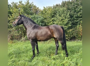 Tysk ridhäst, Valack, 7 år, 161 cm, Brun