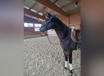 Tysk ridhäst, Valack, 8 år, 170 cm, Rökfärgad svart