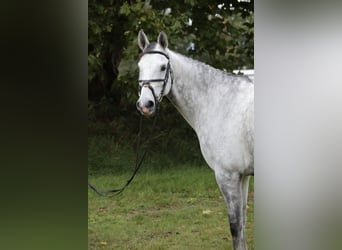 Tysk ridhäst, Valack, 8 år, 171 cm, Grå